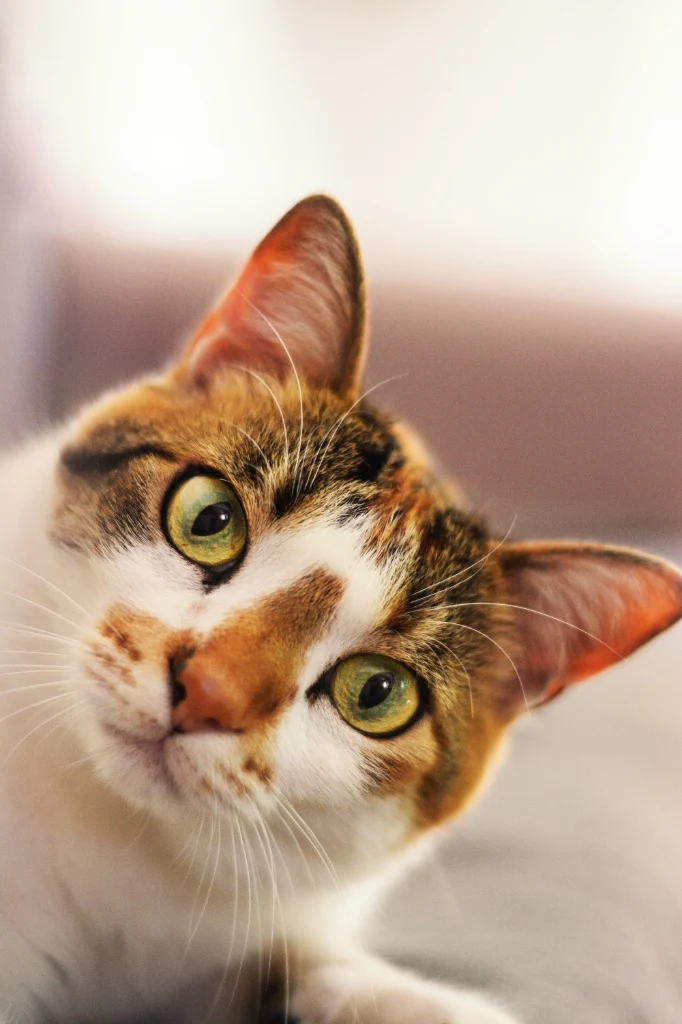 cat 3